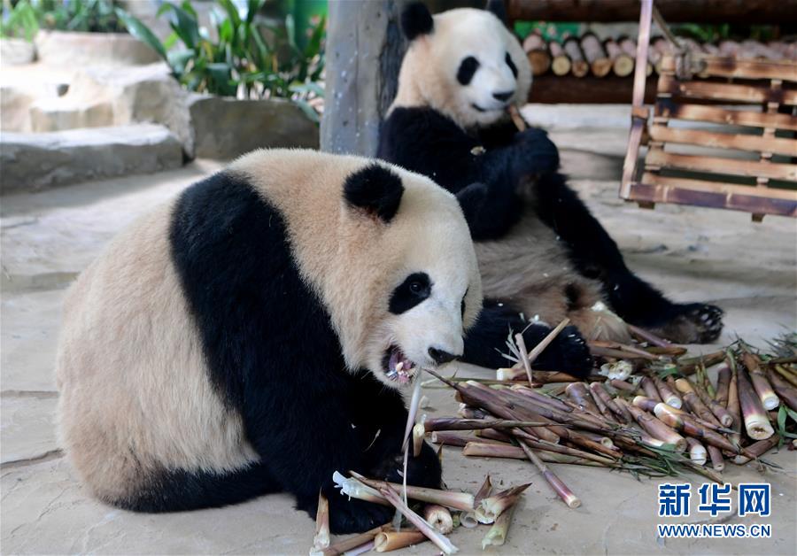 香港资料大全正版资料下载手机，探索配售型保障房,政策解读与购房指南